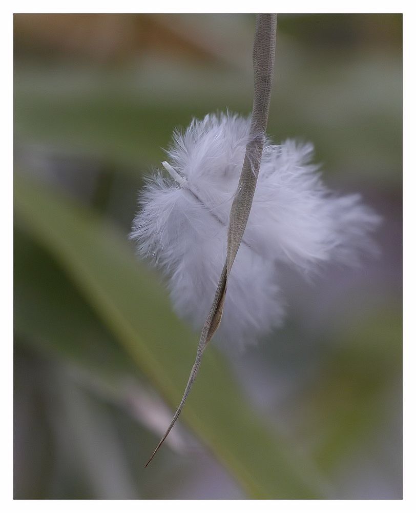 federchen im wind...