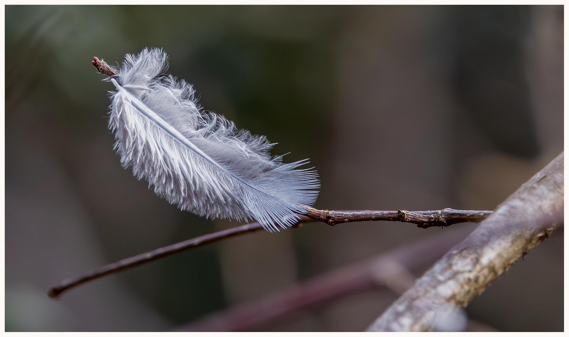 Federchen im Wind