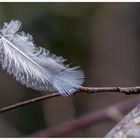 Federchen im Wind