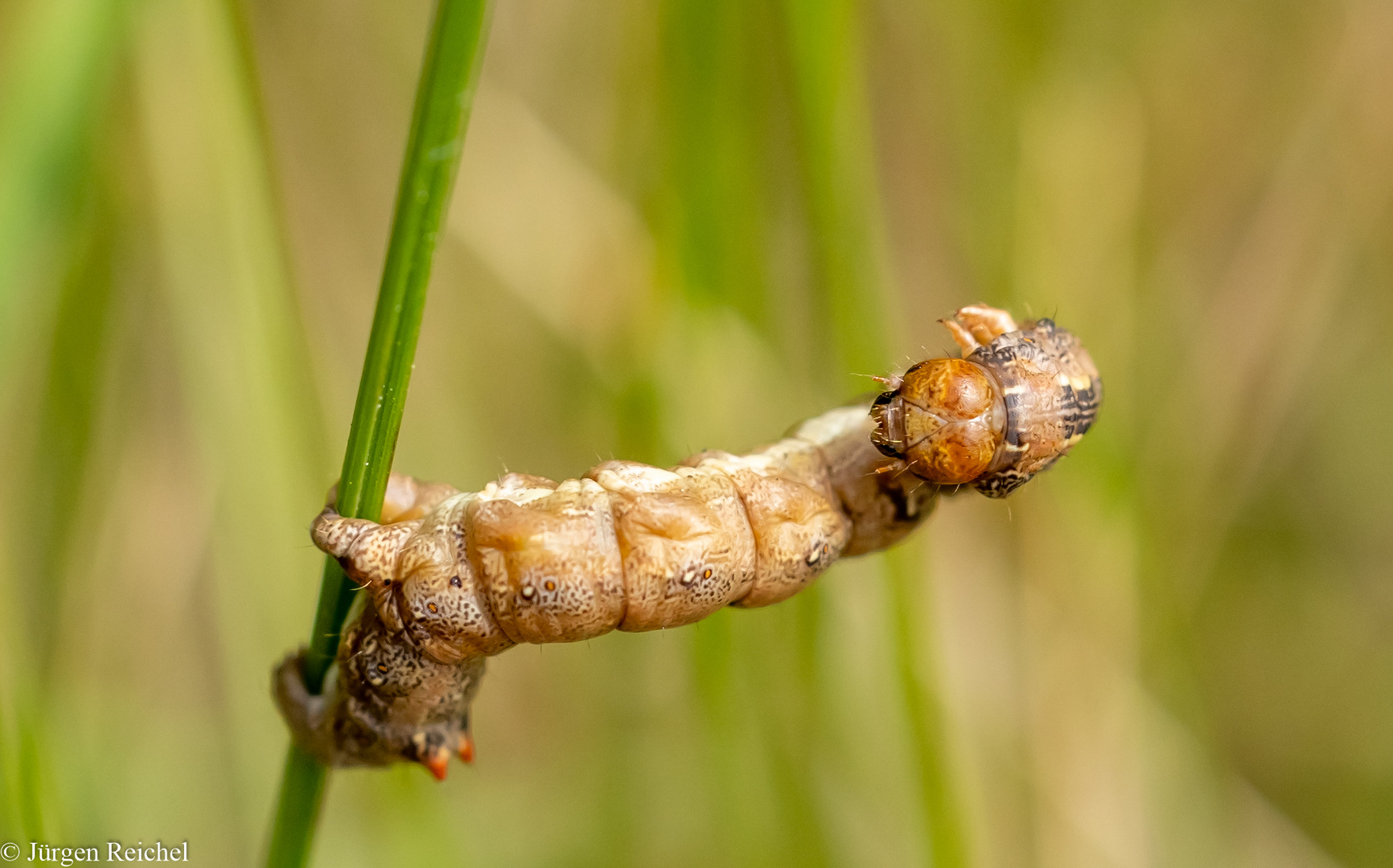 Federfühler-Herbstspanner ( Colotois pennaria) HM