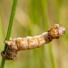 Federfühler-Herbstspanner ( Colotois pennaria) HM