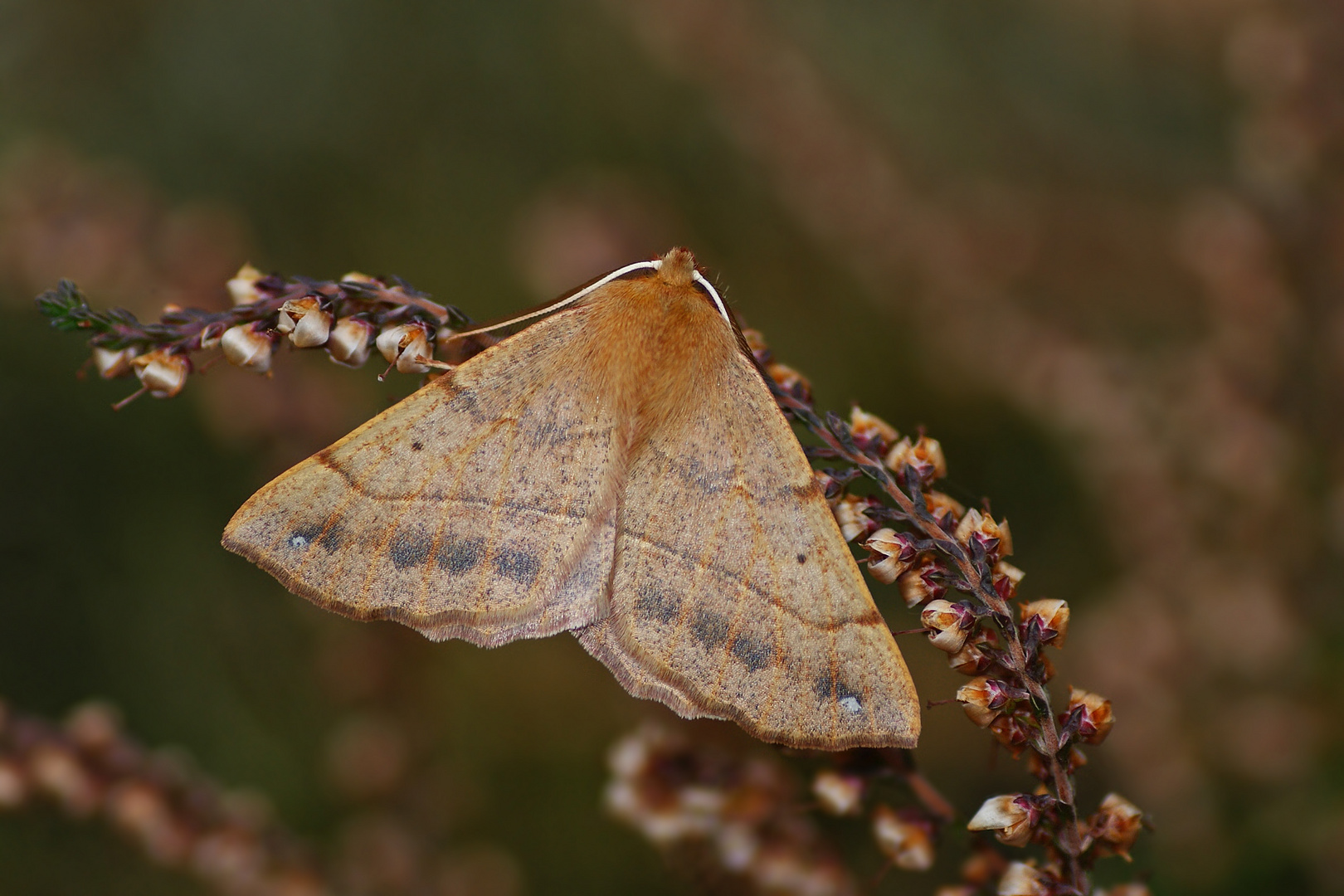 Federfühliger- Herbstspanner (Colotois pennaria)