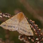 Federfühliger- Herbstspanner (Colotois pennaria)