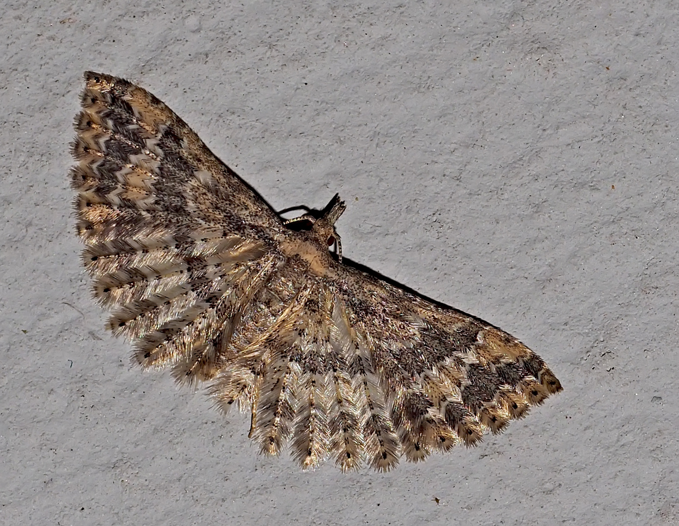 Federgeistchen (Alucita huebneri) * - Un papillon de nuit très rare!