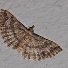 Federgeistchen (Alucita huebneri) * - Un papillon de nuit très rare!