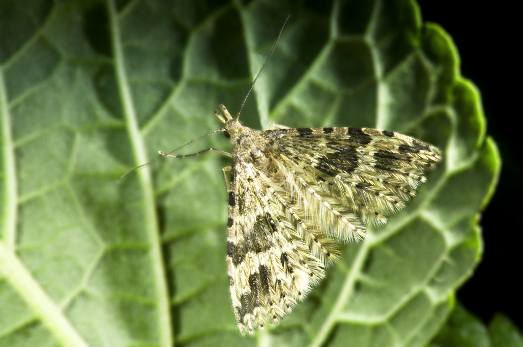 Federgeistchen - Alucita sp.