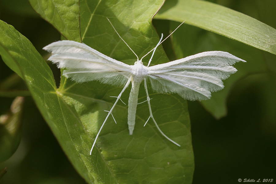 Federgeistchen (Alucitidae)