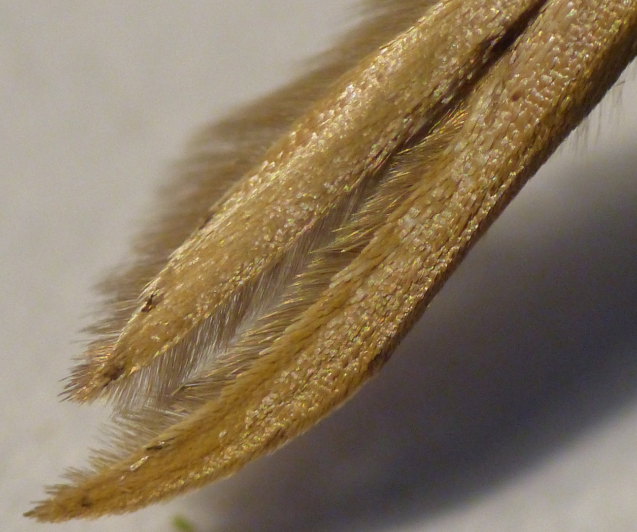 Federgeistchen Emmelina monodactyla - Flügel im Detail