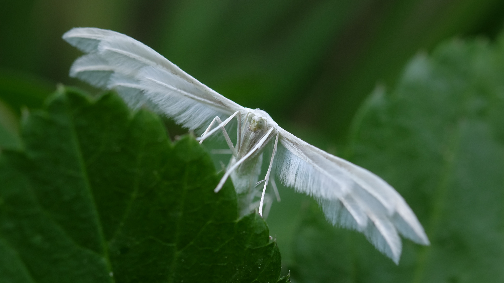 Federgeistchen-Gespinnstmotte-Pterophorus pentadactyla-06-2019