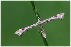 Federgeistchen Platyptilia gonodactyla (=P. megadactyla, P. trigonodactyla)