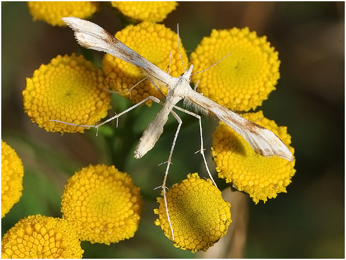 Federgeistchen - Platyptilia ochrodactyla