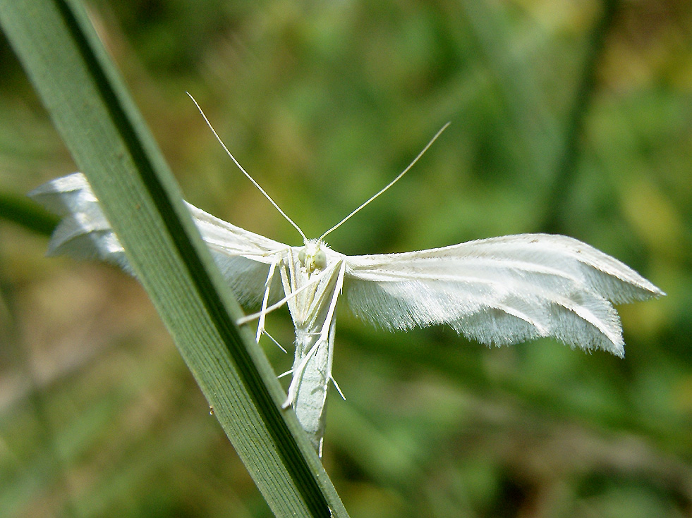 Federgeistchen Pterophonus pentadactylus