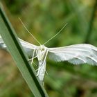 Federgeistchen Pterophonus pentadactylus