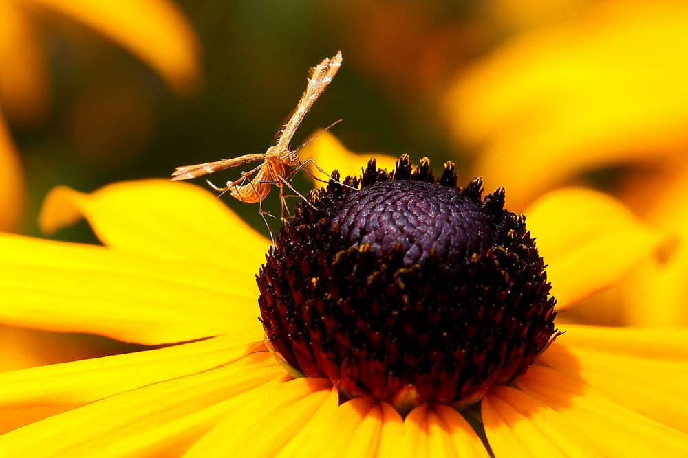 Federgeistchen (Pterophorus monodactylus) am Sommerhut