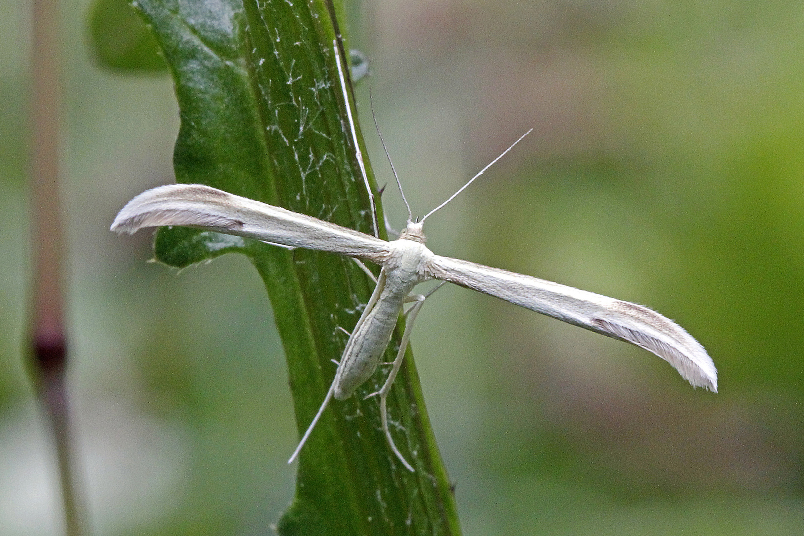 Federgeistchen (Pterophorus pentadactyla)