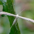 Federgeistchen (Pterophorus pentadactyla)