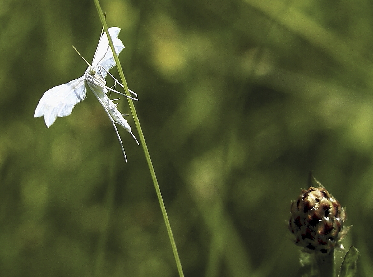 Federgeistchen (Pterophorus pentadactyla) 