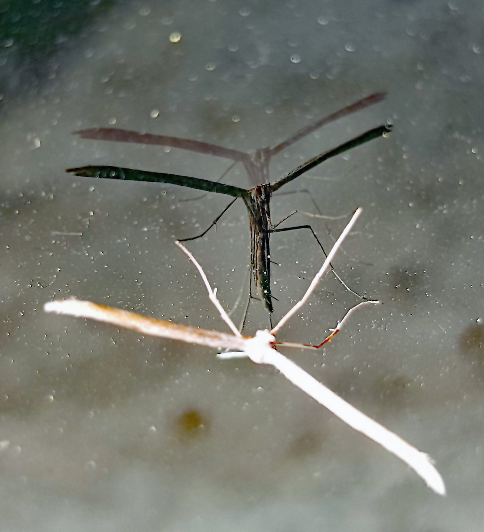 Federgeistchen (Pterophorus pentadactyla)