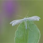 Federgeistchen ( Pterophorus pentadactylus )