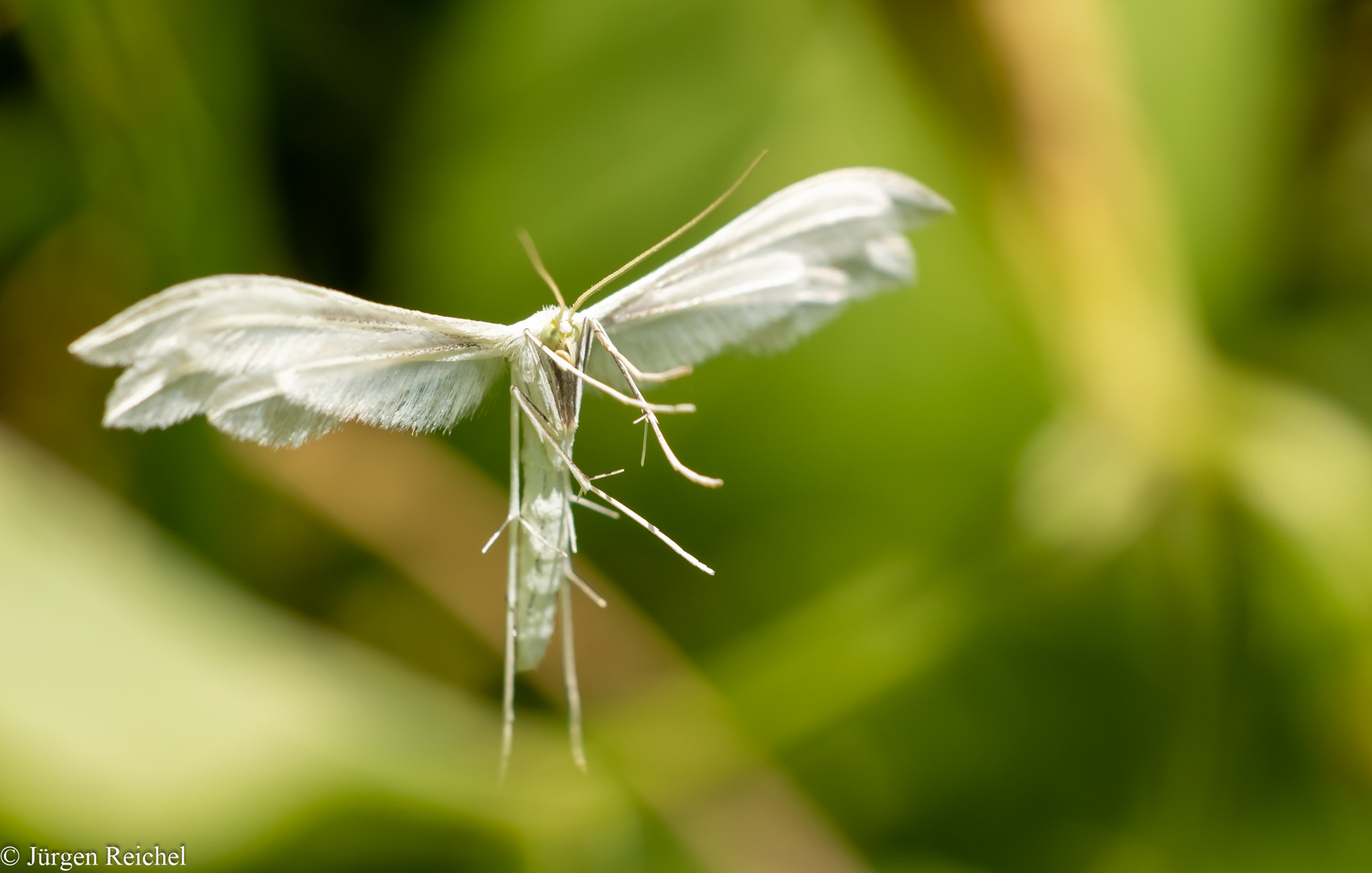 Federgeistchen ( Pterophorus pentadactylus )