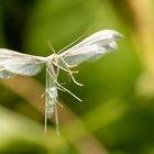 Federgeistchen ( Pterophorus pentadactylus )