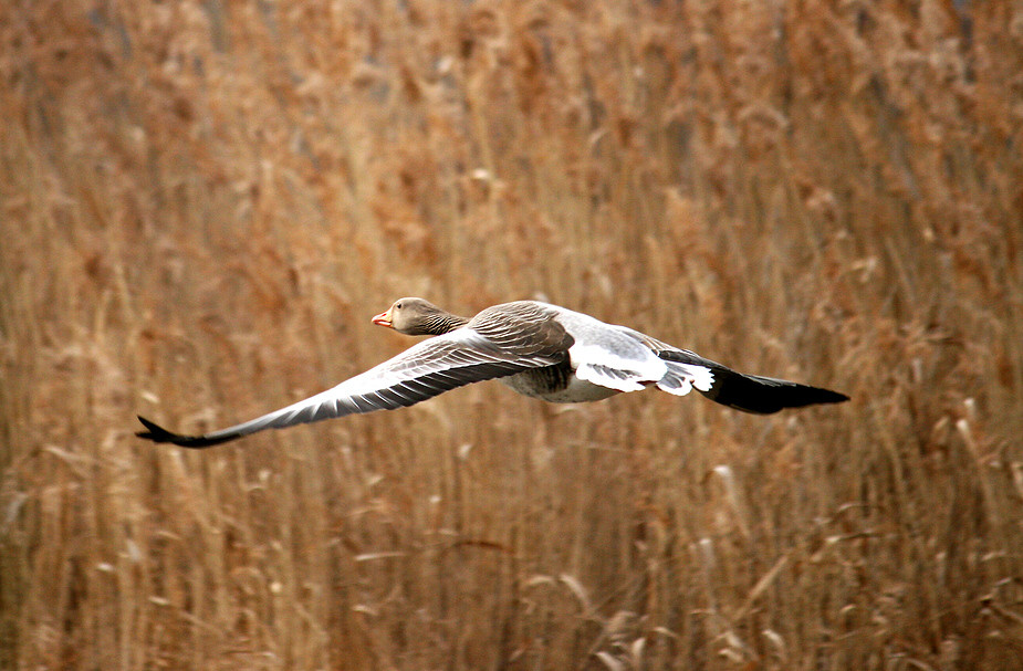 Federgetier auf der Flucht