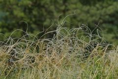 Federgras – Bizarre Kringel im Wind