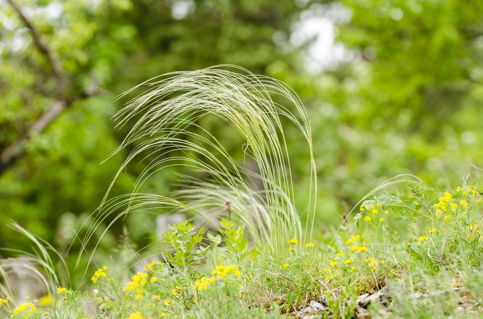 Federgras (Stipa pennata)