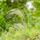 Federgras (Stipa pennata)