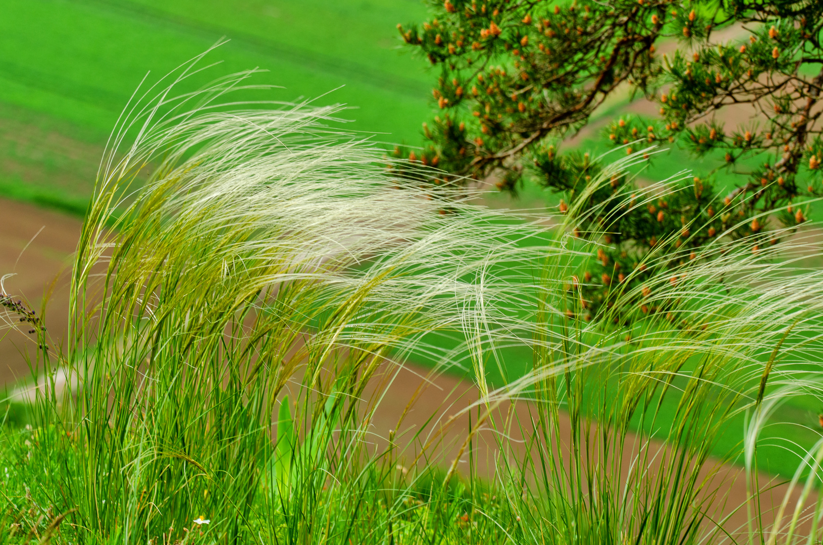 Federgras (Stipa pennata)