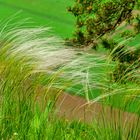 Federgras (Stipa pennata)