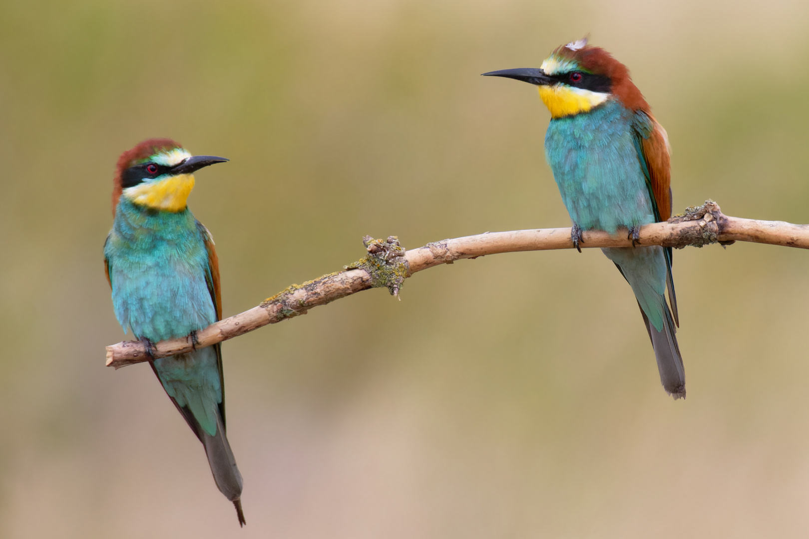 Federhäubchen... Bienenfresser (Merops apiaster)