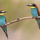 Federhäubchen... Bienenfresser (Merops apiaster)