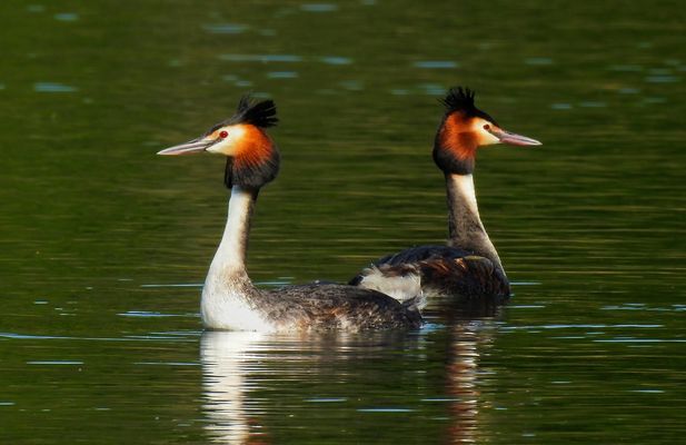 FEDERHAUBEN UND LIEBESSPIEL