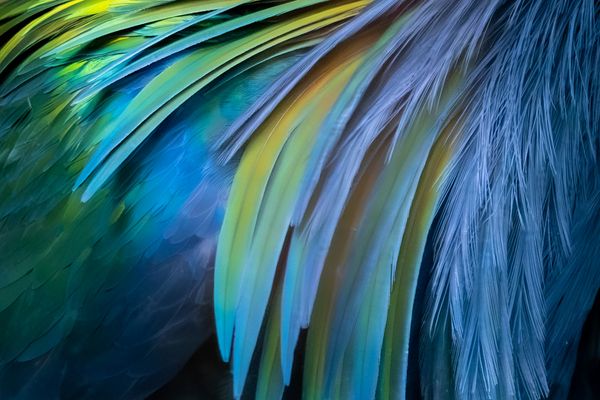 Federkleid der Kragentaube