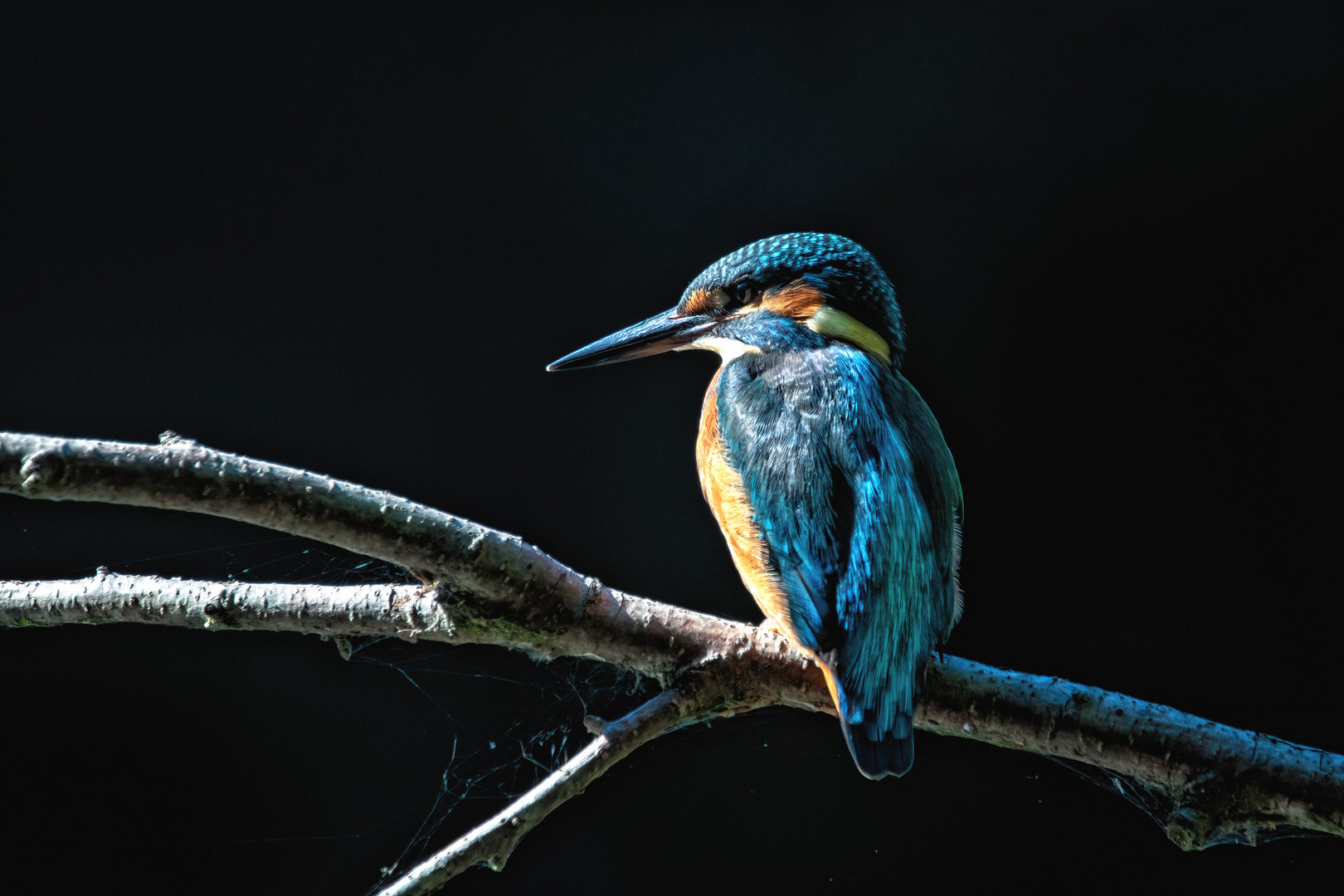 Federkleid Eisvogel