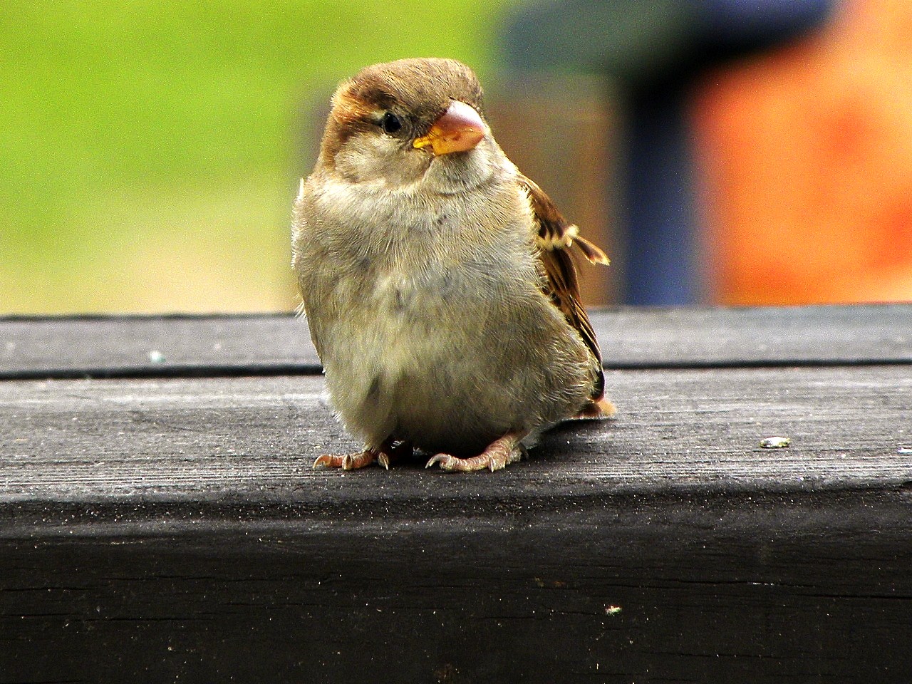 Federknäuel Spatz.....