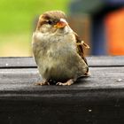 Federknäuel Spatz.....