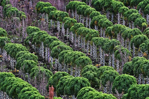 Federkohl, ...............