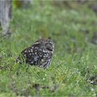 Federkugel im Gras