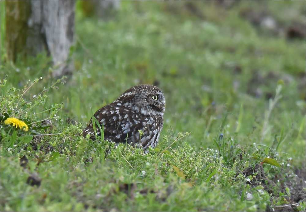 Federkugel im Gras