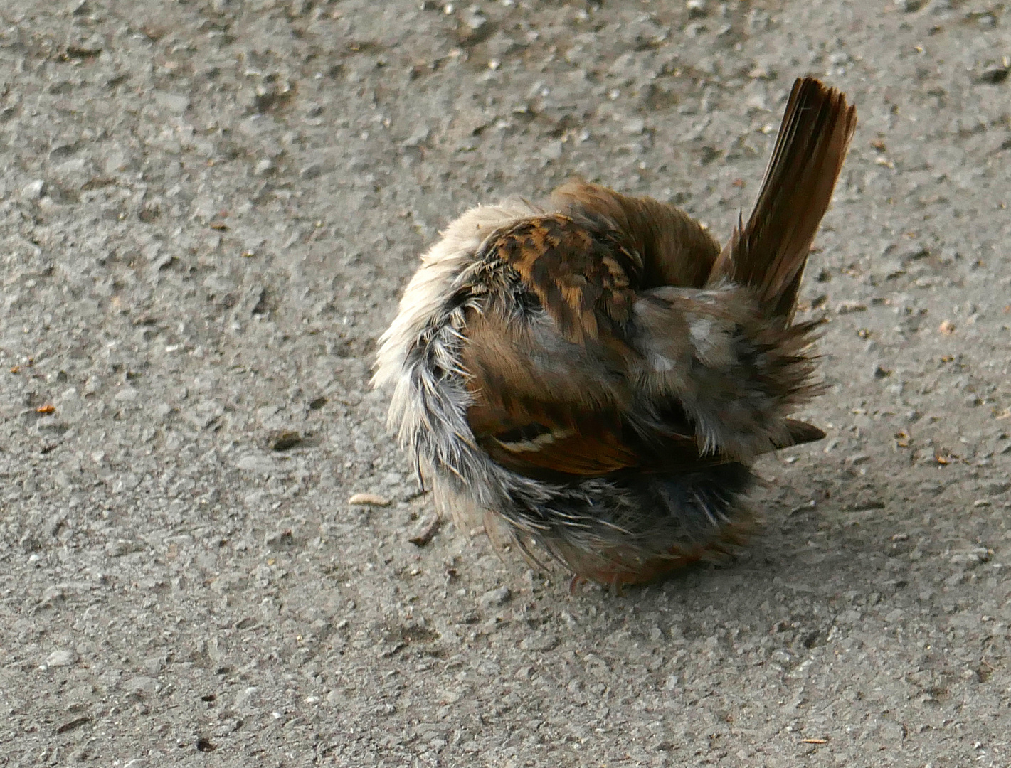 Federkugel Spatz