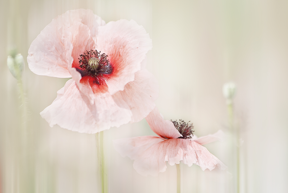 federleicht von Christine Ellger 