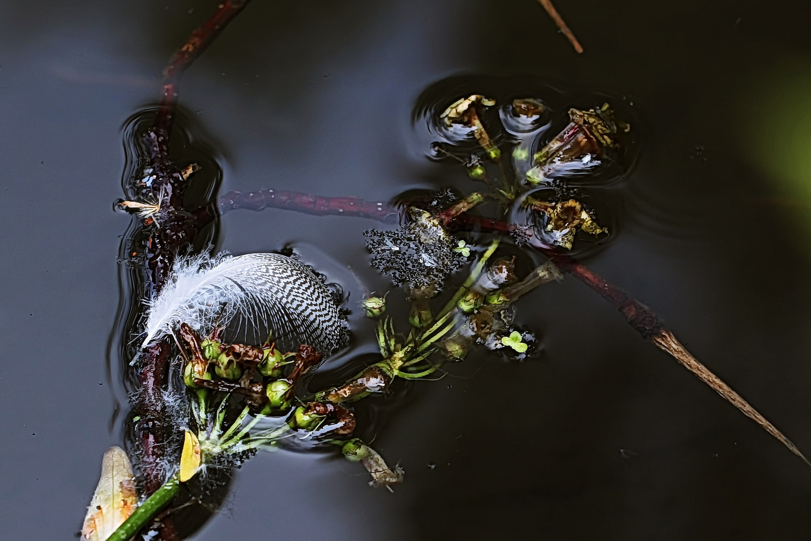 federleicht im Wasser