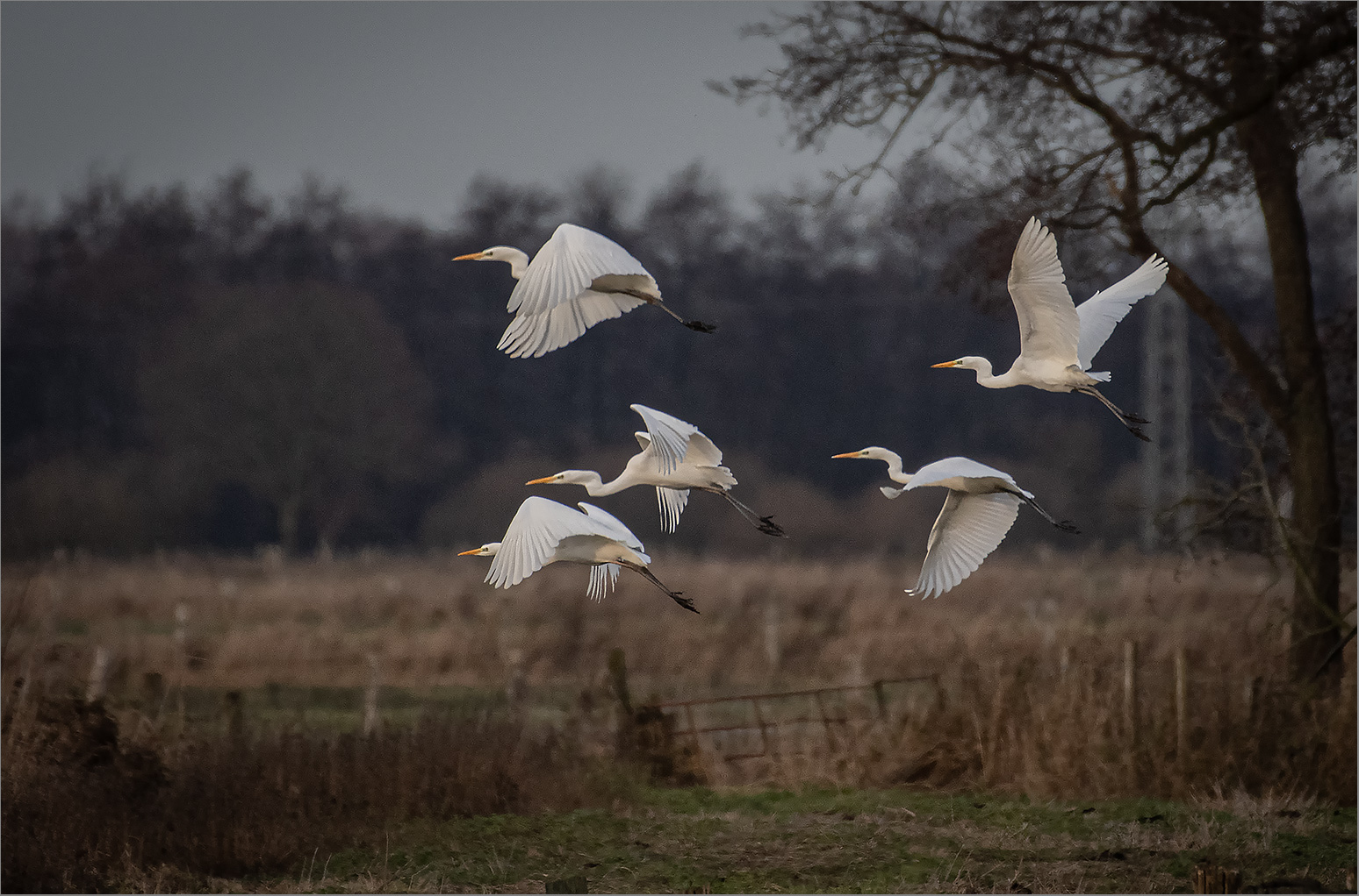 "Federleicht"  wirkt der Flug der Silberreiher   . . .