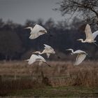 "Federleicht"  wirkt der Flug der Silberreiher   . . .