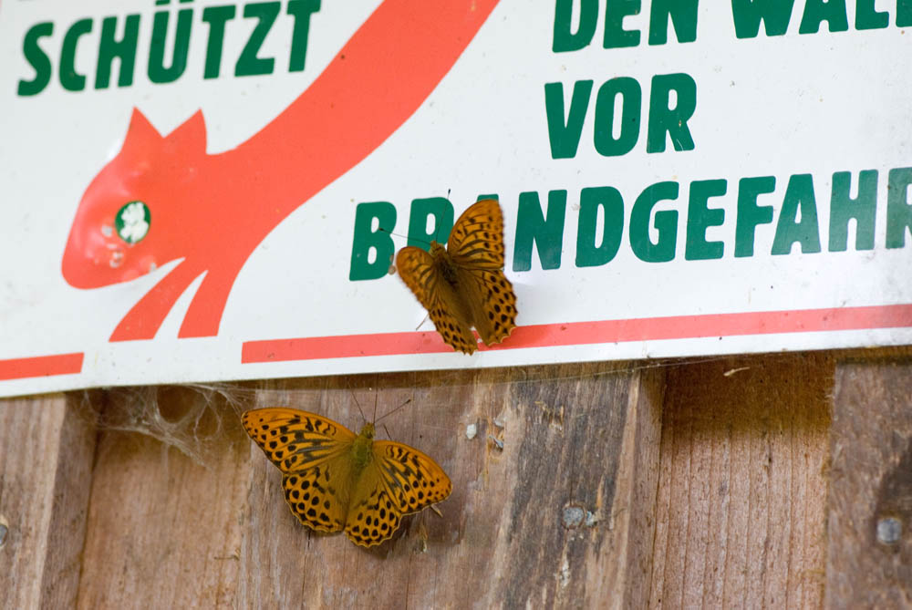 Federleichte "Feuerzungen" ...