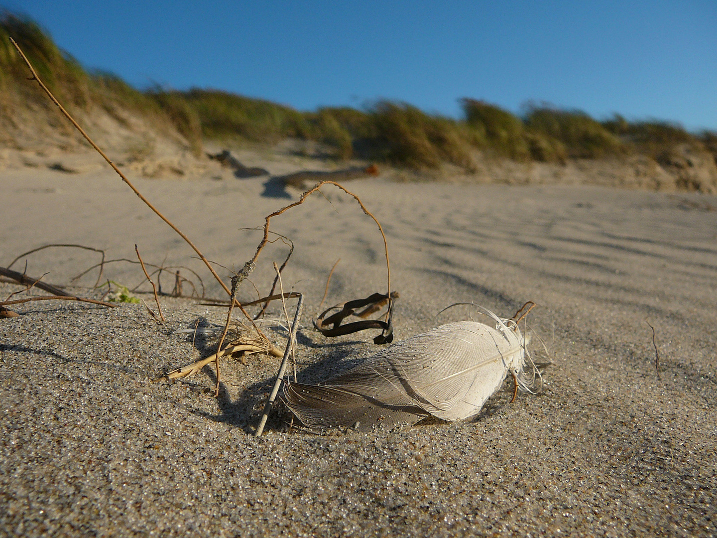 Federleichtes Strandgut - Tornby, Dänemark