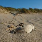 Federleichtes Strandgut - Tornby, Dänemark