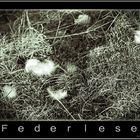 Federlese